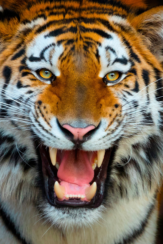 Benidorm: Terra Natura and Aqua Natura Combo Day Ticket - Starting at Terra Natura’s animal habitats