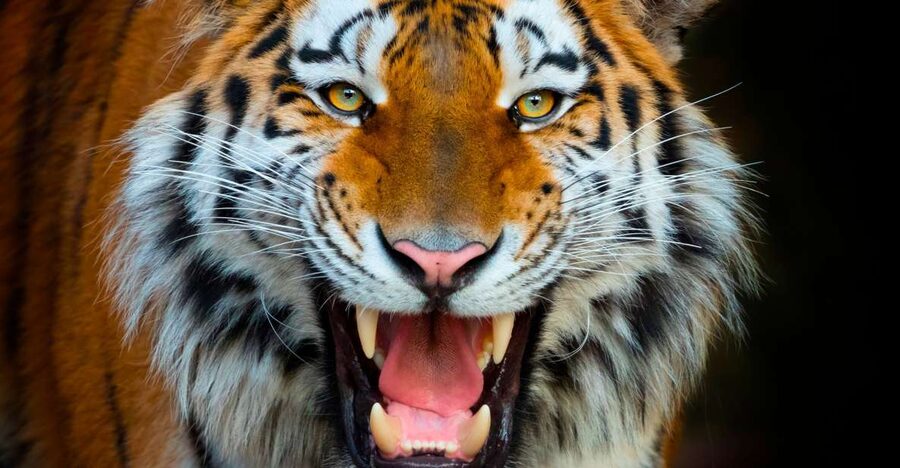 Benidorm: Terra Natura Theme Park 1-Day Tickets - The Fire Route and the poisonous-species displays