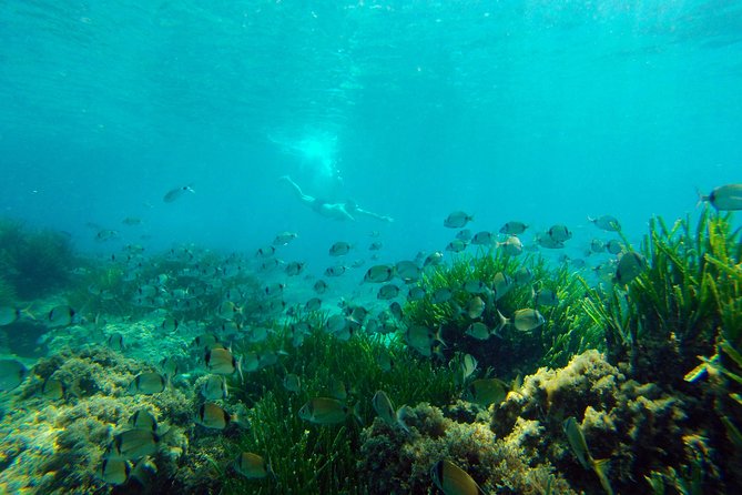 Cabo de Gata Active. Guided kayak and snorkel route through coves of the Natural Park - The snorkeling stop and what you may see below