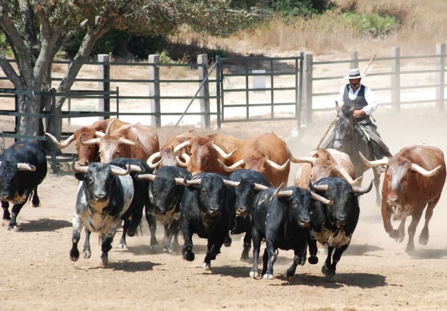 Cadiz: Andalusian Horses and Bulls Country Show - The ranch setting at El Carrascal