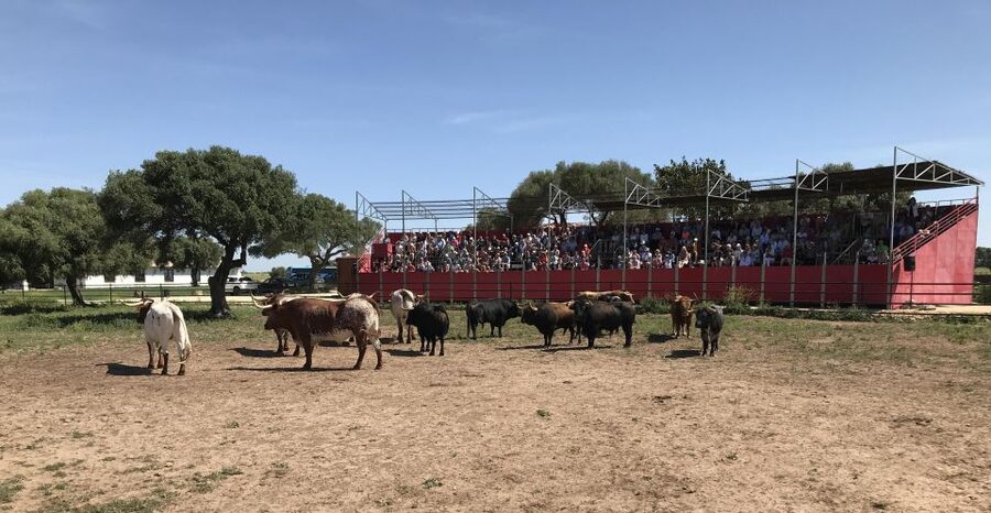Cadiz: Andalusian Horses and Bulls Country Show - The Andalusian horses and Alvaro Domecq tradition