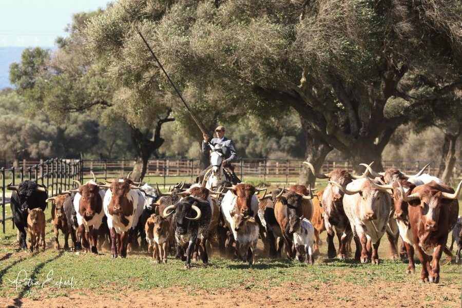 Cadiz: Andalusian Horses and Bulls Country Show - What the 1.5-hour program feels like