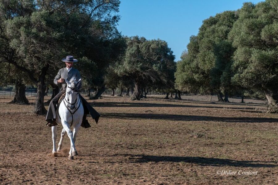 Cadiz: Andalusian Horses and Bulls Country Show - Who will enjoy A Campo Abierto most