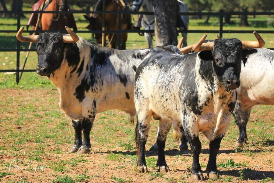 Cadiz: Andalusian Horses and Bulls Country Show - My advice before you book
