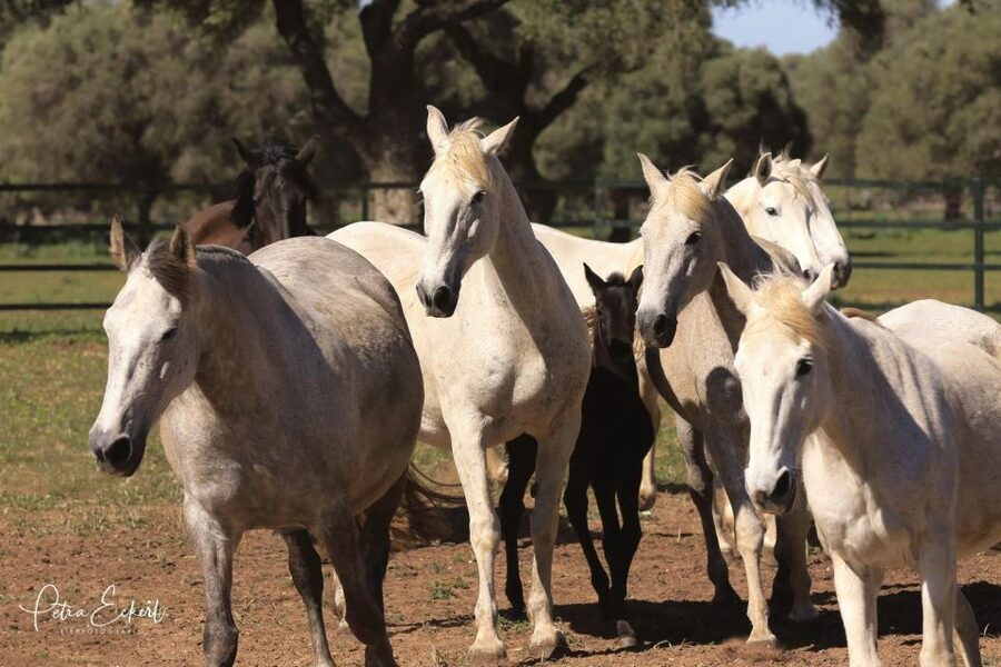 Cadiz: Andalusian Horses and Bulls Country Show - Why the Torrestrella bulls are the main attraction