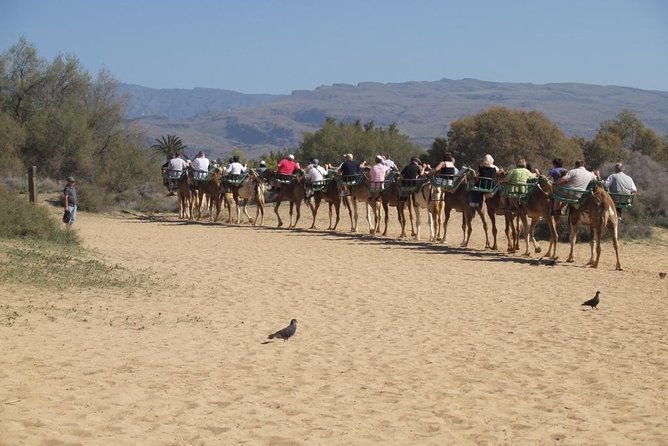 Camel Riding in Maspalomas Dunes - What the Maspalomas camel ride is really like