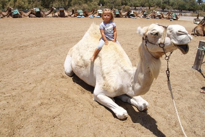 Camel Riding in Maspalomas Dunes - Is $21.63 good value?