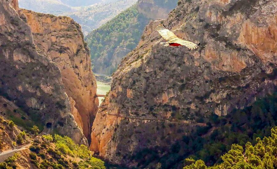 Caminito del Rey: Entry Ticket and Guided Tour - Getting there by car, train, and shuttle