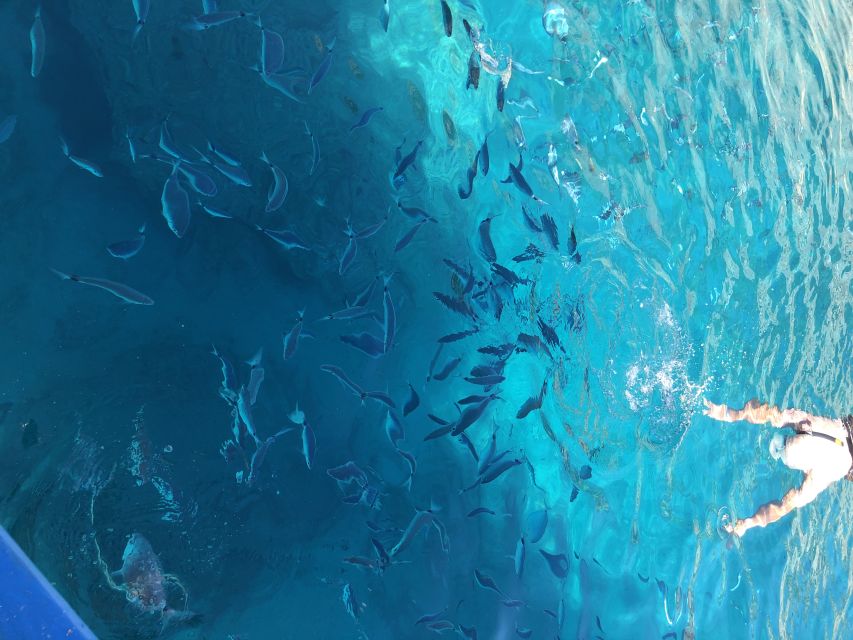 Can Picafort: Dolphin Watching Boat Tour with Swimming - Wild dolphins off Mallorca’s north coast