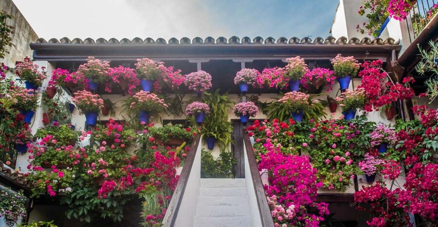 Córdoba: Guided Tour of the Patios - Why Córdoba’s patios are worth your time
