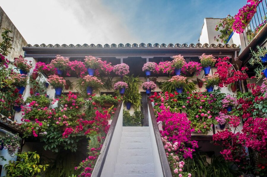 Córdoba: Guided Tour of the Patios - Starting at the Royal Stables