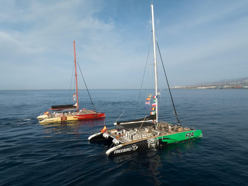 Costa Adeje: Masca and Los Gigantes Whale Watching Cruise - Key points to know before booking