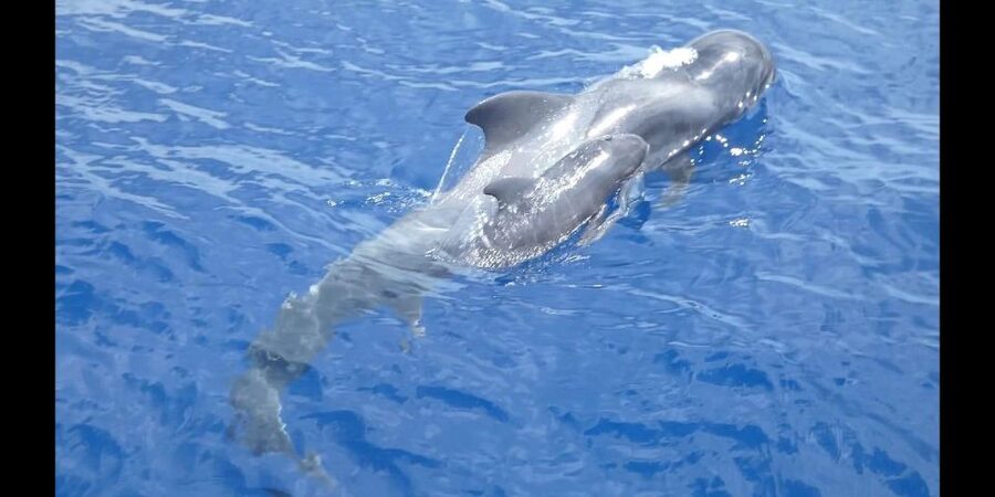 Costa Adeje: Whale and Dolphin Cruise with Food and Pickup - Key points to know before you book