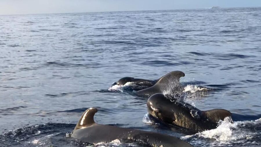 Costa Adeje: Whale and Dolphin Cruise with Food and Pickup - From Puerto Colon to Tenerife’s whale waters