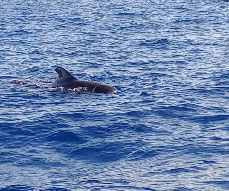 Costa Adeje: Whale and Dolphin-Watching Boat Excursion - Leaving Lina Yacht from Puerto Colón