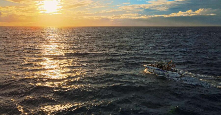 Costa Adeje: Whale and Dolphin-Watching Boat Excursion - Why the small group changes the experience