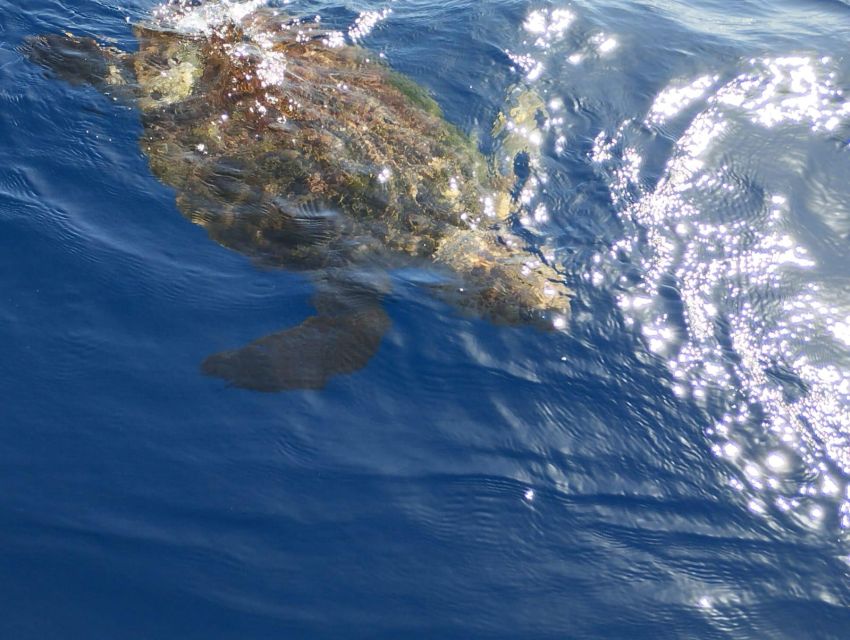 Costa Adeje: Whale and Dolphin-Watching Boat Excursion - What the two-hour schedule feels like