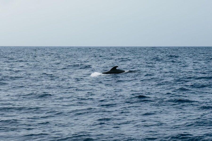 Costa Adeje: Whale & Dolphin Eco-Cruise with Snacks & Drinks - The three-hour cruise: a practical half-day on the water