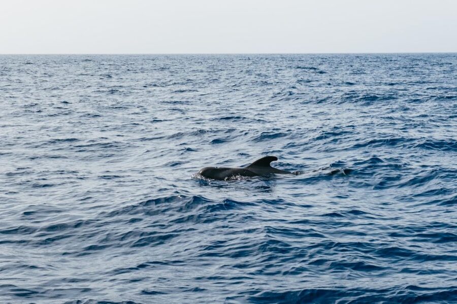 Costa Adeje: Whale & Dolphin Eco-Cruise with Snacks & Drinks - The five-hour option reaches Los Gigantes and Masca Bay