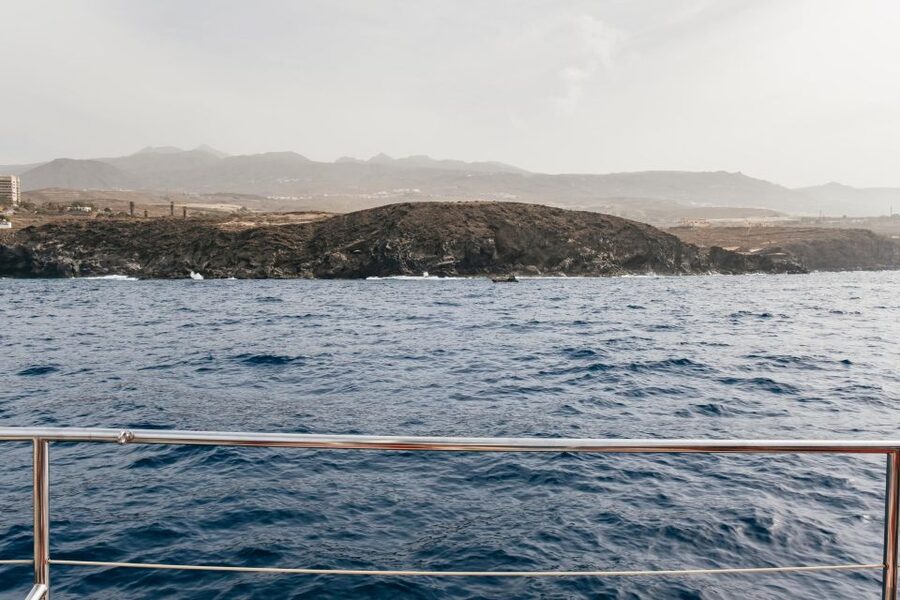 Costa Adeje: Whale & Dolphin Eco-Cruise with Snacks & Drinks - Swimming and snorkeling details