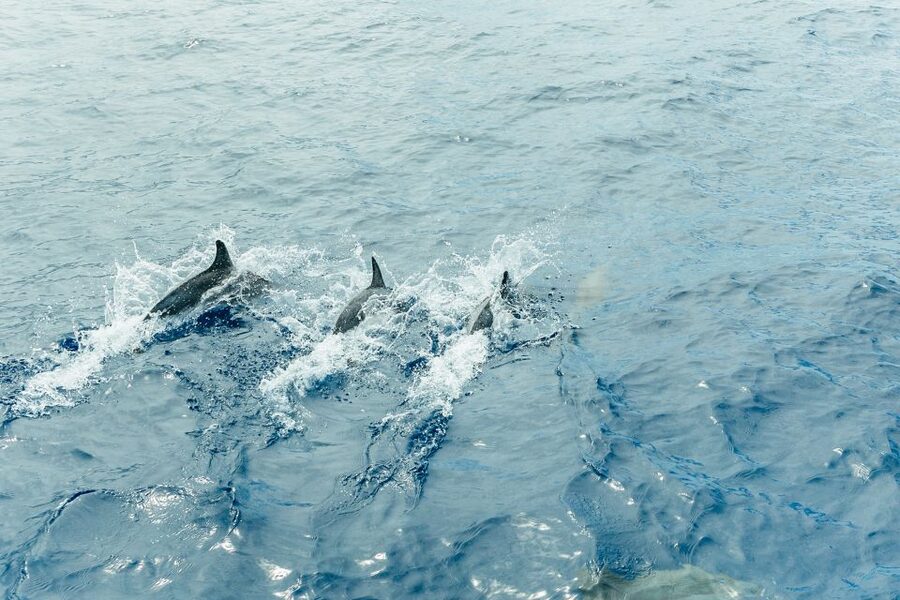 Costa Adeje: Whale & Dolphin Submarine Vision Mini Cruise - A more respectful way to watch wildlife