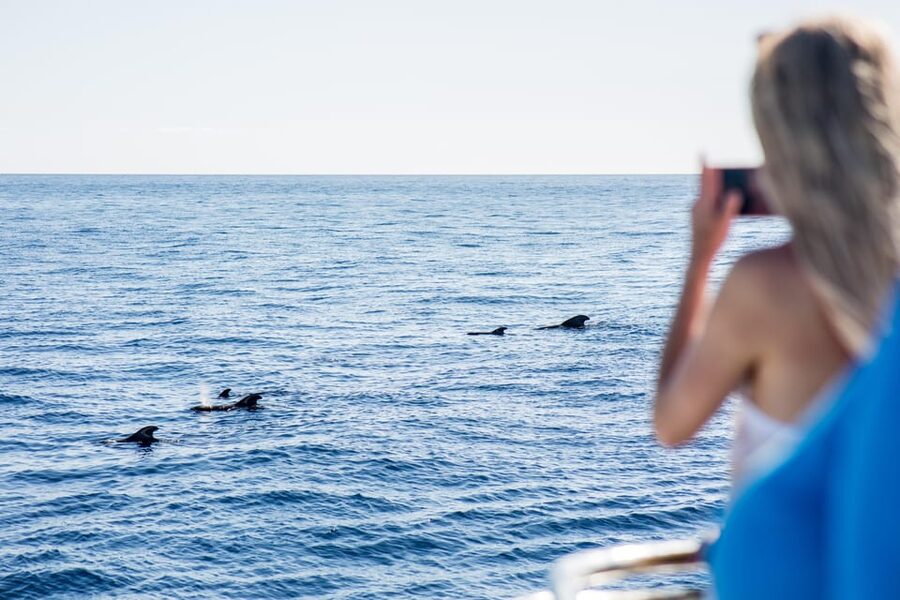 Costa Adeje: Whale & Dolphin Submarine Vision Mini Cruise - Leaving Puerto Colón for Tenerife’s whale coast