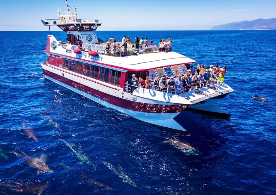 Costa Adeje: Whale & Dolphin Submarine Vision Mini Cruise - Watching pilot whales and dolphins from the deck