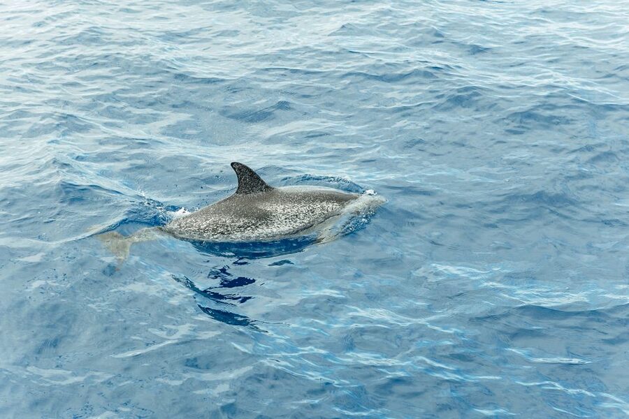Costa Adeje: Whale & Dolphin Submarine Vision Mini Cruise - Guides, languages, and the quality of the commentary
