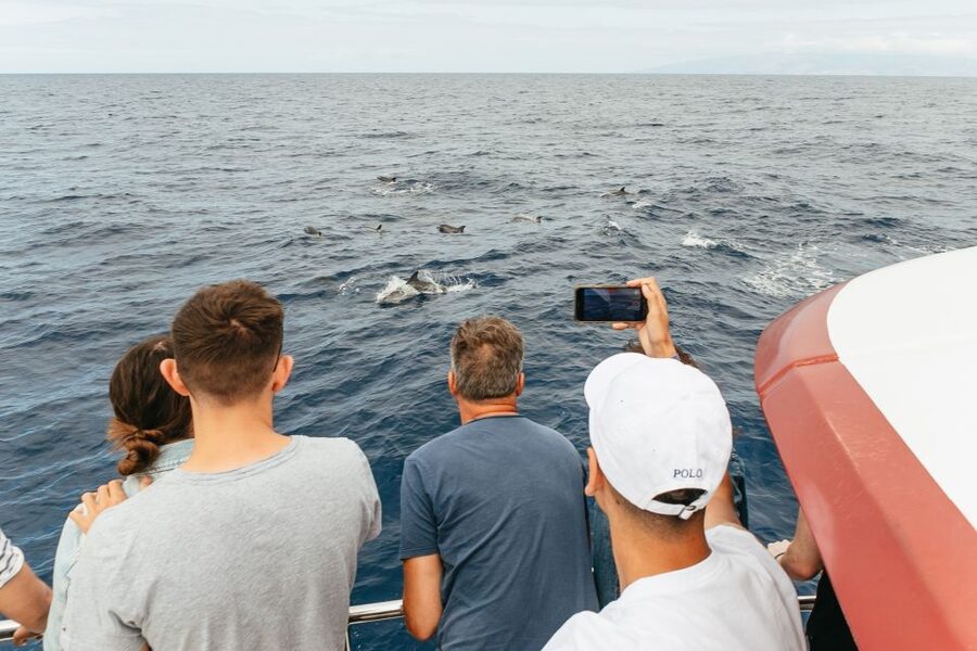 Costa Adeje: Whale & Dolphin Submarine Vision Mini Cruise - Families, older visitors, and wheelchair users