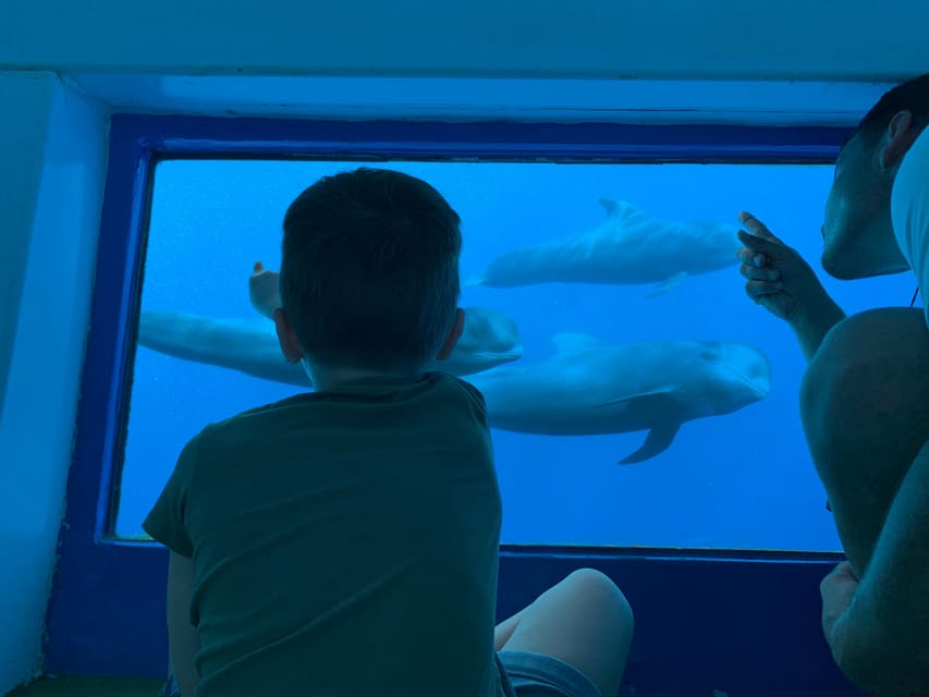 Costa Adeje: Whale & Dolphin Submarine Vision Mini Cruise - Why the large catamaran helps