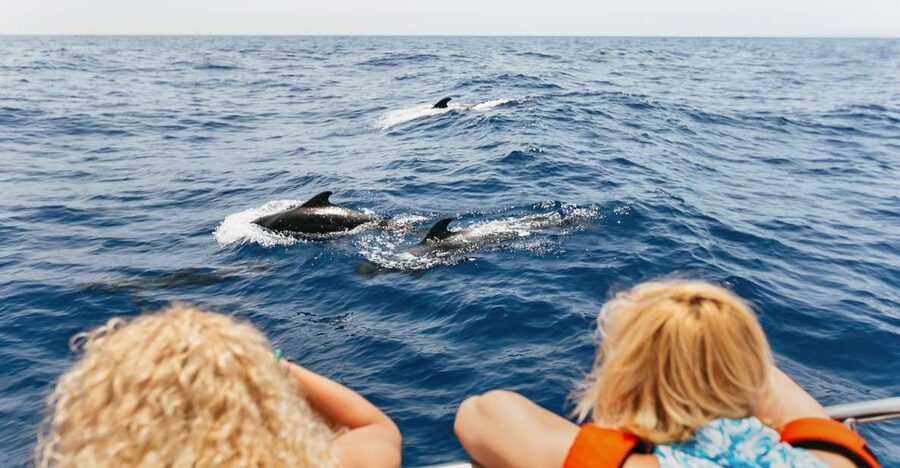 Costa Adeje: Whale Watching Catamaran Tour with Drinks - Key points to know before you book