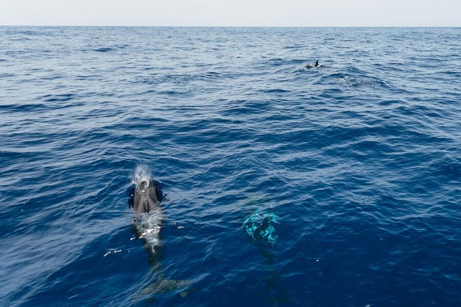 Costa Adeje: Whale Watching Catamaran Tour with Drinks - Puerto Colon is the right starting point for a short wildlife trip