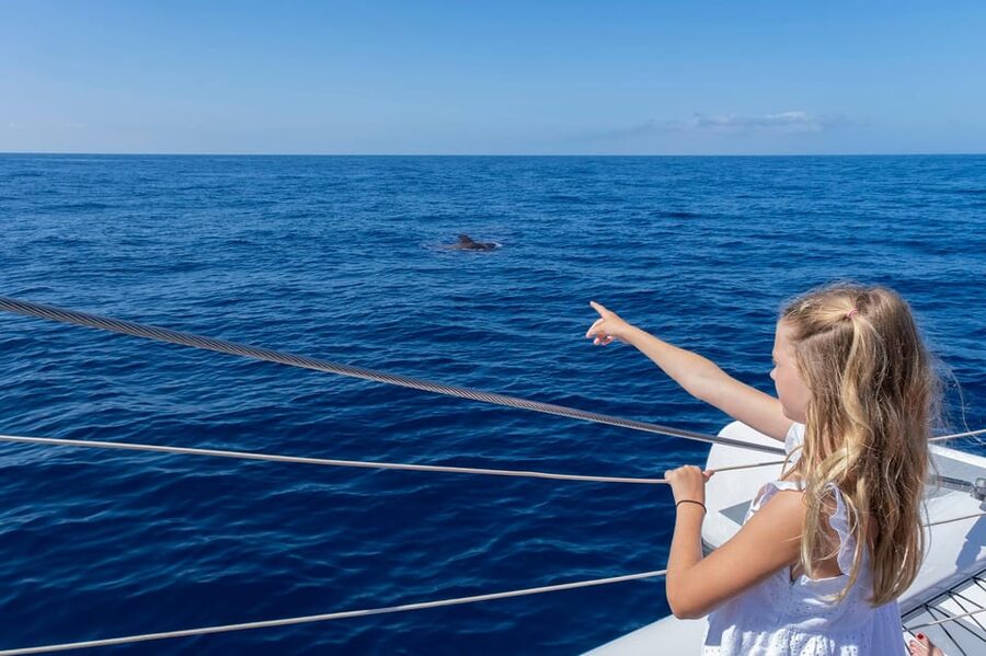 Costa Adeje: Whale Watching Cruise - Is $55 good value?