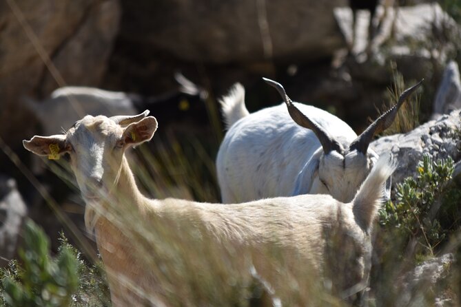 Costa Blanca Full-Day Off Road Tour - Is $86.08 Good Value?