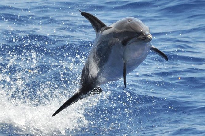 Dolphin and Whale Cruise in Puerto Rico, Gran Canaria - Key points to know before boarding