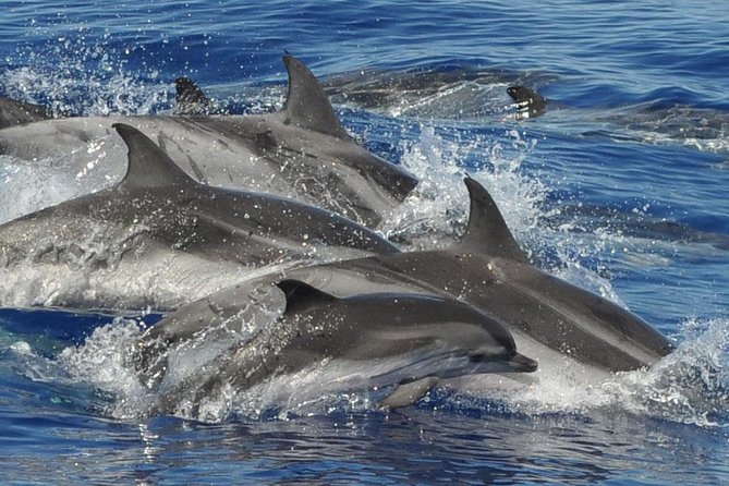 Dolphin and Whale Cruise in Puerto Rico, Gran Canaria - Why Gran Canaria is a strong place for whale watching