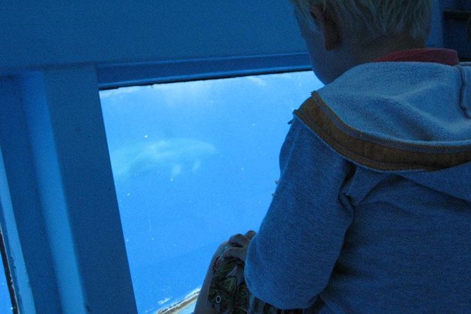 Dolphin and Whale Cruise in Puerto Rico, Gran Canaria - The glass-bottom section adds another viewpoint