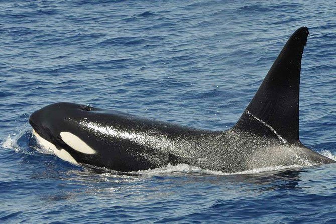 Dolphin and Whale Cruise in Puerto Rico, Gran Canaria - Dolphins, whales, turtles, and the luck of the day