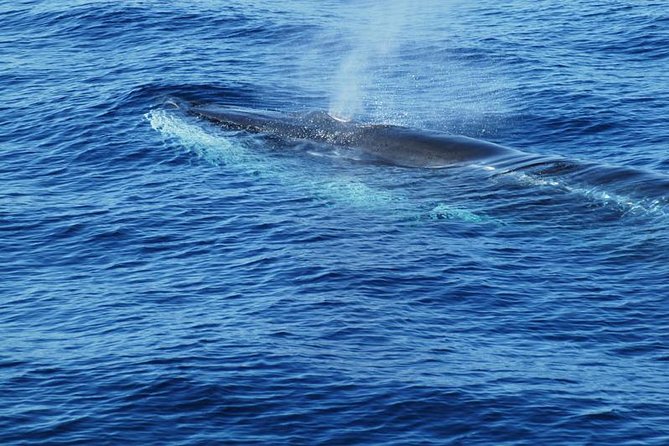Dolphin and Whale Cruise in Puerto Rico, Gran Canaria - The swimming stop is a bonus, not the main promise