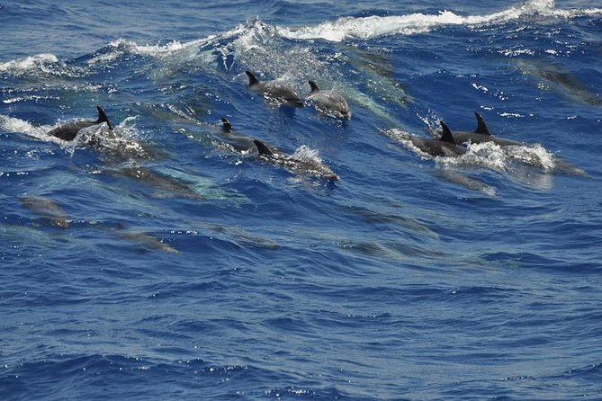Dolphin and Whale Cruise in Puerto Rico, Gran Canaria - Sea conditions are the serious consideration