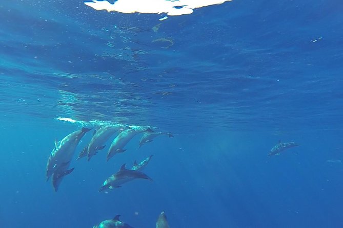 Dolphin and Whale Cruise in Puerto Rico, Gran Canaria - Setting out from Puerto Rico on Spirit of the Sea