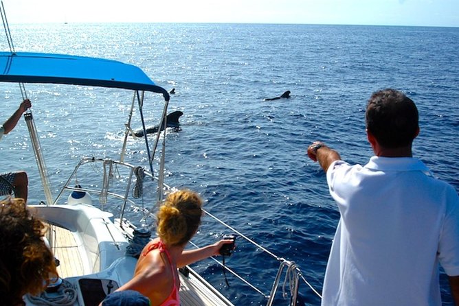 Dolphin and Whales watching cruise from Puerto Rico de Gran Canaria - What the wildlife encounter feels like