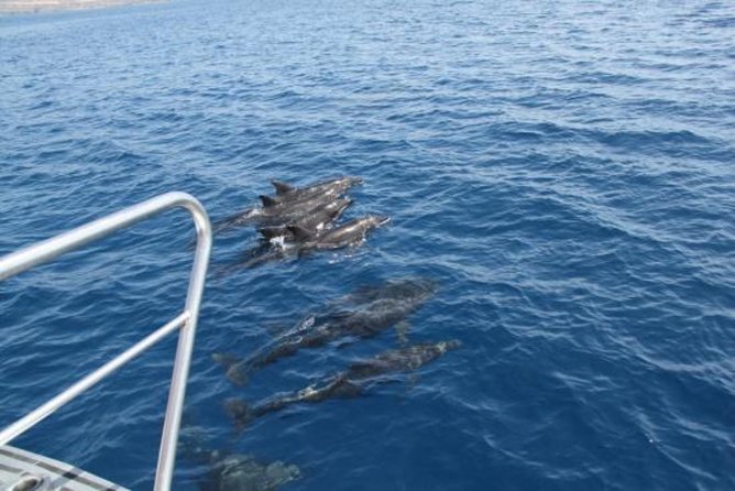 Dolphin and Whales watching cruise from Puerto Rico de Gran Canaria - Sea conditions and the real risk of seasickness