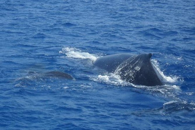 Dolphin and Whales watching cruise from Puerto Rico de Gran Canaria - The possible swim stop and onboard drinks