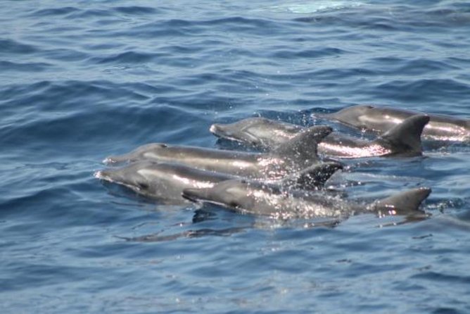 Dolphin and Whales watching cruise from Puerto Rico de Gran Canaria - Resort pickup and the meeting-point details