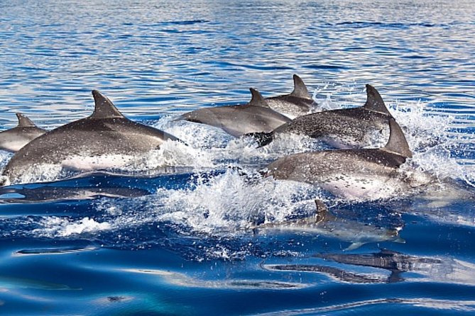 Dolphin and Whales watching cruise from Puerto Rico de Gran Canaria - Searching the southwest coast for marine life