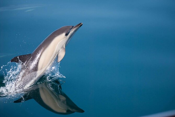 Dolphin Watching Adventure in Estepona Bay - Drinks, music, and the onboard mood