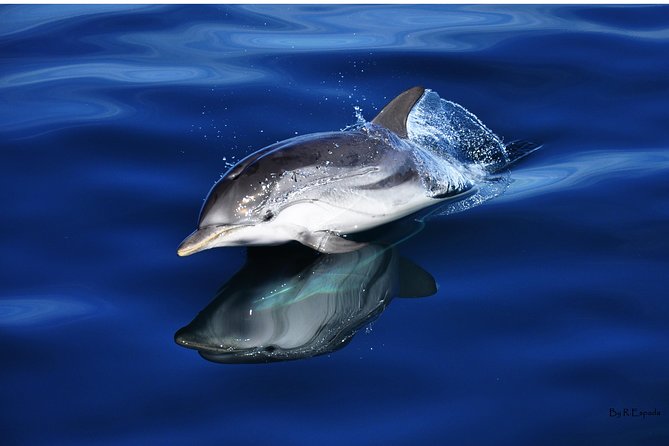 Dolphin Watching Excursion in Gibraltar - Crossing the bay toward the dolphins