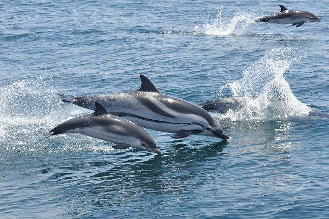 Dolphin Watching Excursion in Gibraltar - What happens if the dolphins stay hidden