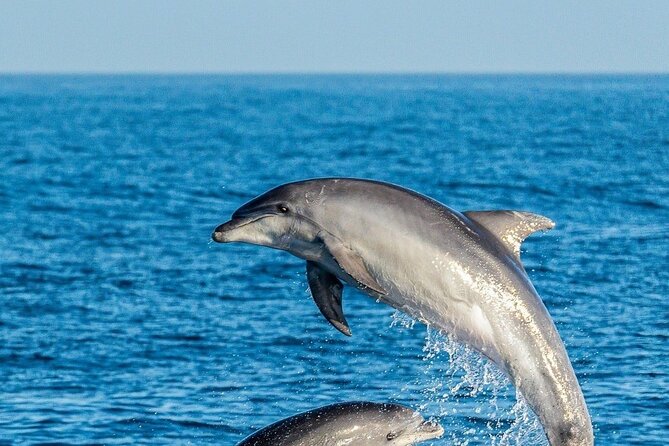 Dolphin Watching Excursion in Gibraltar - Returning with views of the Rock and coast